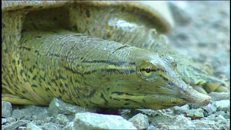 Cerca-De-La-Tortuga-De-Caparazón-Blando-En-Florida