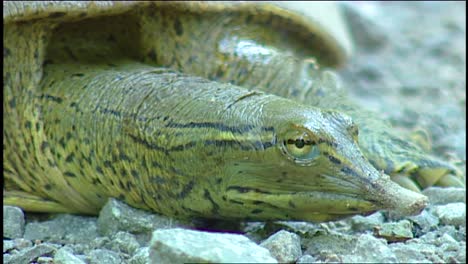 cerca de tortuga de caparazón blando en florida
