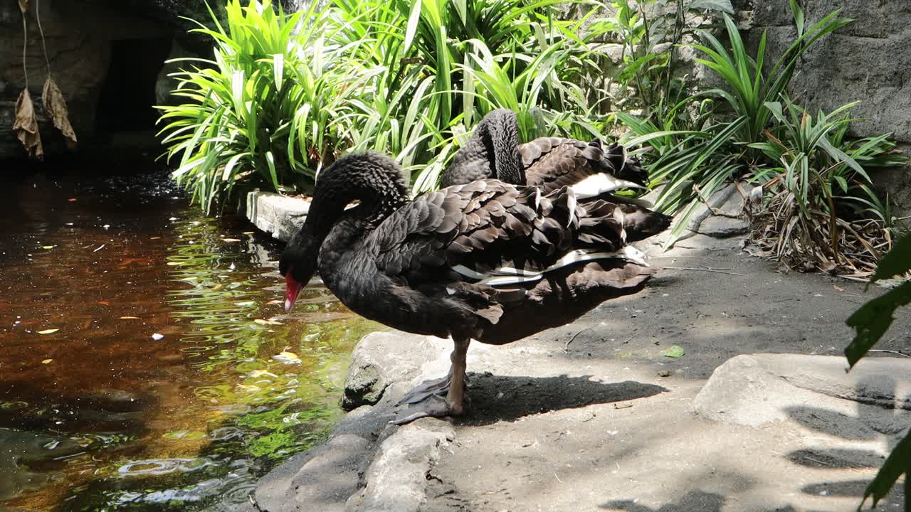 Black Swan Preening by the Pond in Lush Natural Habitat