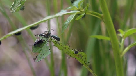 Beatles-Eating-Leaves---Pest-of-Agriculture