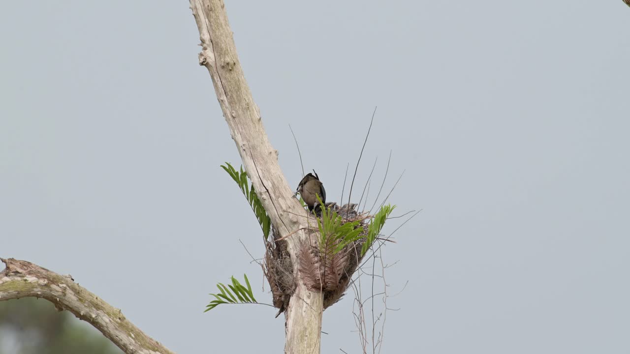 Seen from its back wagging its tail while feeding its babies, Ashy Woodswallow Artamus fuscus, Thailand