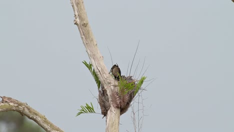 seen from its back wagging its tail while feeding its babies, ashy woodswallow artamus fuscus, thailand