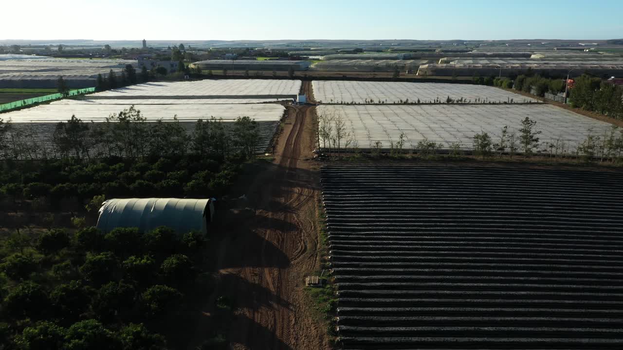 strawberries farm in the north of morocco