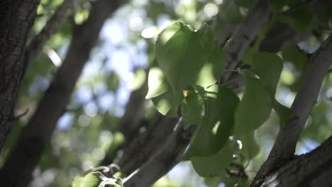 un ángulo de un glorioso fresno y sus hojas verdes bañándose en la cálida luz del sol, moviéndose a cámara lenta