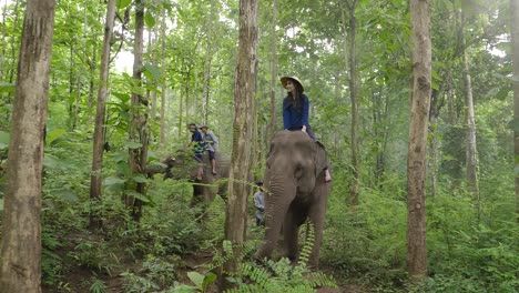elephants in a tropical forest