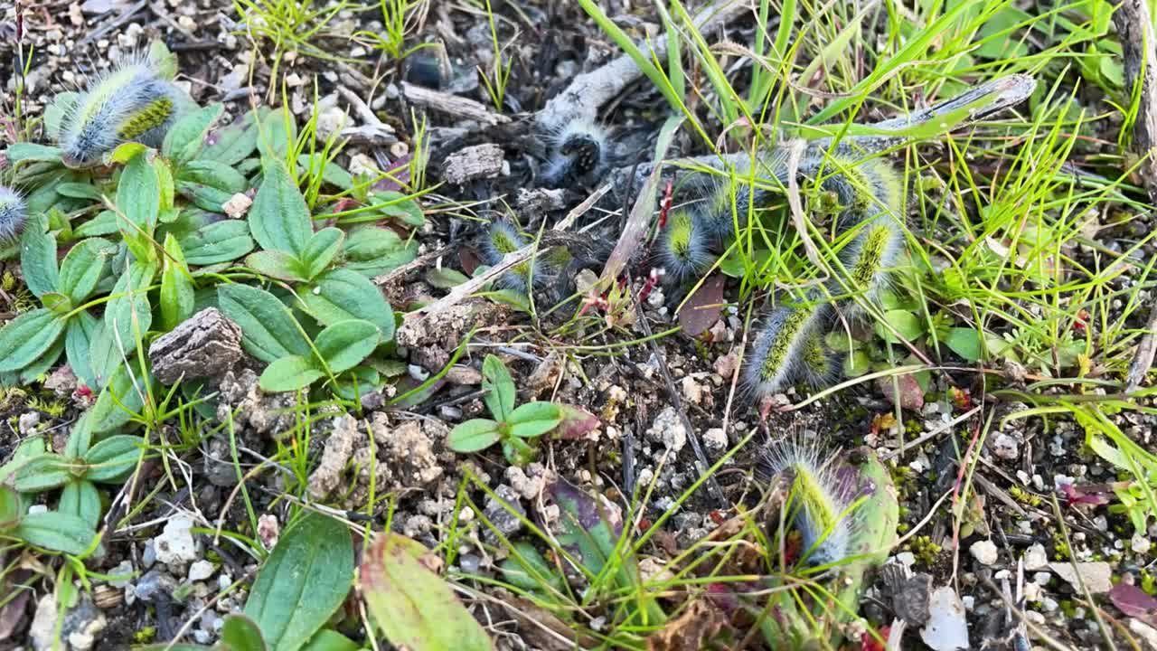 Time-lapse of a group of hairy caterpillars crawling on a grassy field. Some roll into tight balls for a while, then stretch out and continue moving. Their fur and bright colors make them stand out.