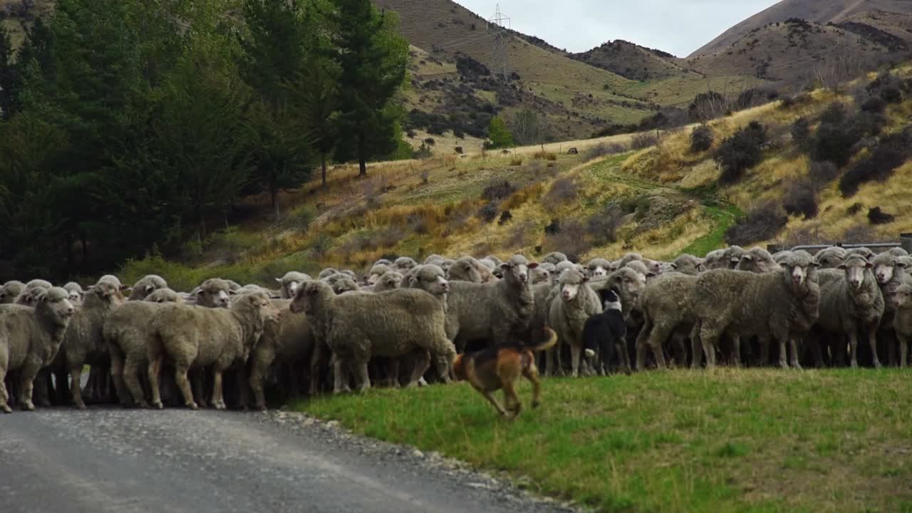 A herd of sheep controlled by dogs is running and standing roadside
