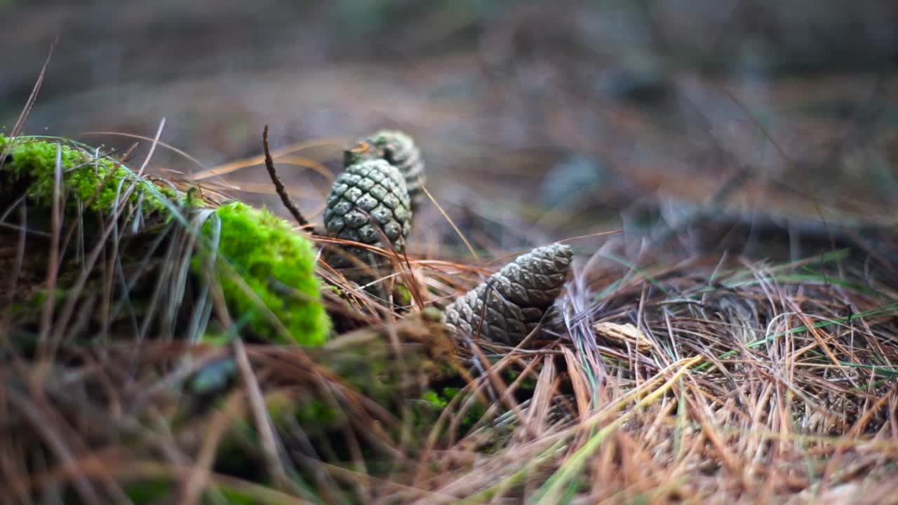 Pan shot of moss on a piece of wood next to small pine