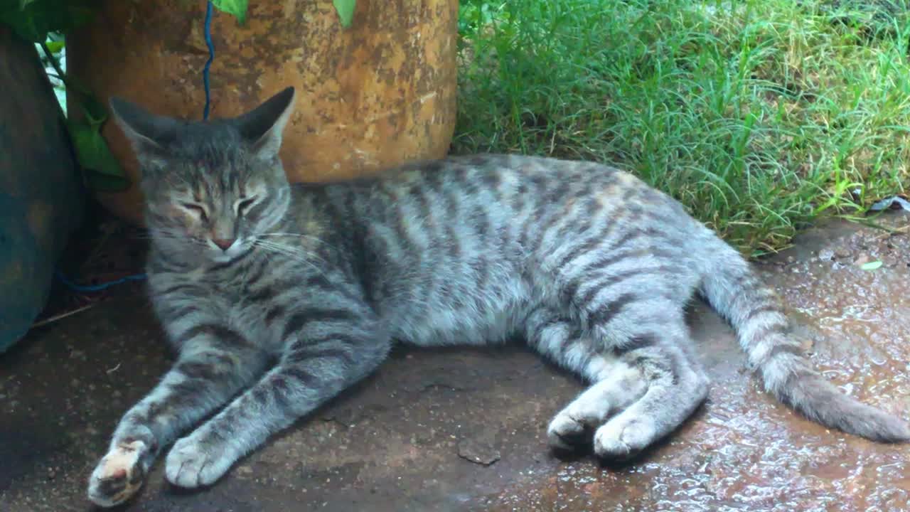 더운 여름날 그림자 속에서 쉬고 있는 귀여운 고양이