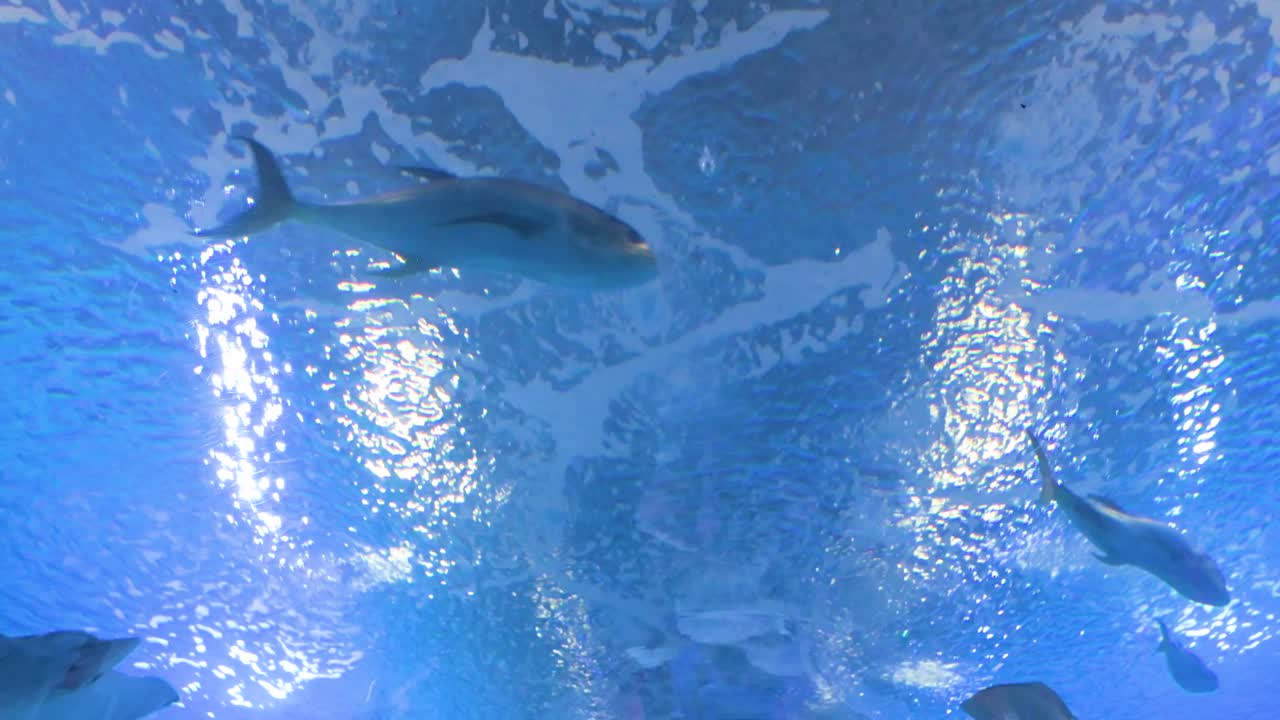 Underwater shot capturing various marine fish and the cartilaginous bull ray (Pteromylaeus bovinus) at Oceanografic’s marine gallery in Valencia's City of Arts and Sciences, Spain.