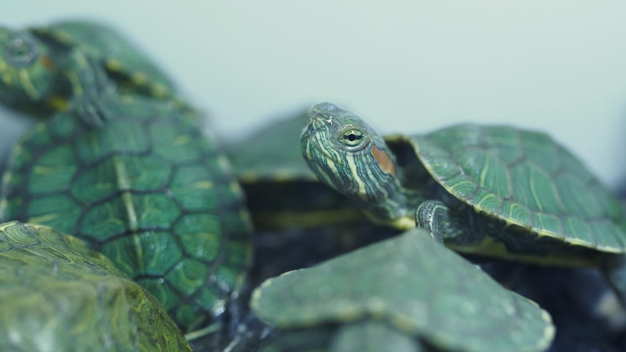 крупный план черепах-младенцев