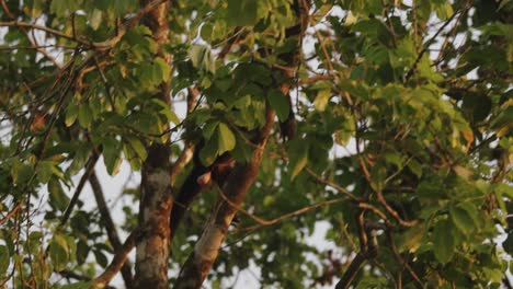 Brüllaffe-Klettert-Auf-Baum-Im-Wald-Von-Costa-Rica