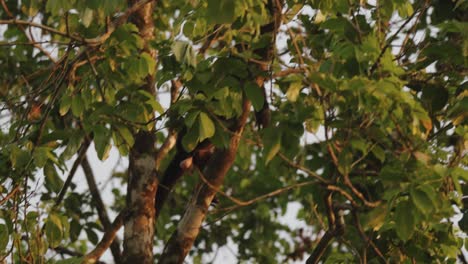 mono aullador subiendo a un árbol en el bosque de costa rica