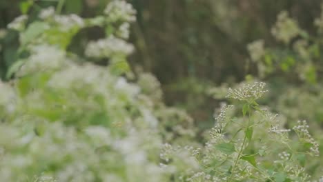 beautiful common tiger butterfly flying through wild foliage slow motion