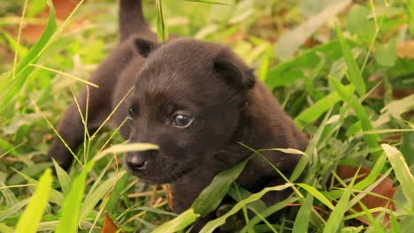 Un-Pequeño-Cachorro-Negro-Caminando-Entre-La-Hierba-Verde