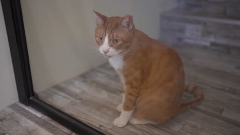 two orange cats separate by a glass door with black frames