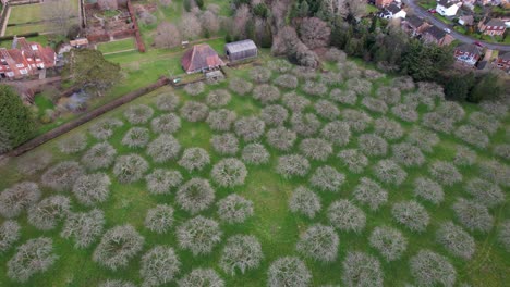Orchard-drone-aerial-view-UK
