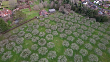 Obstgarten-Drohne-Luftbild-Uk