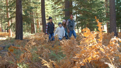 Handheld-shot-through-foliage-of-family-walking-in-forest