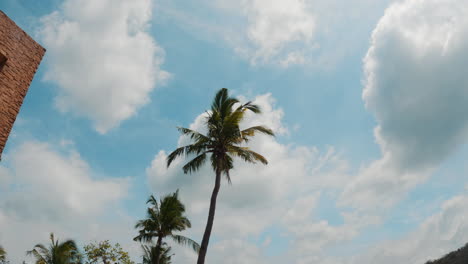 Static-shot-of-palm-tree-blowing-in-the-wind