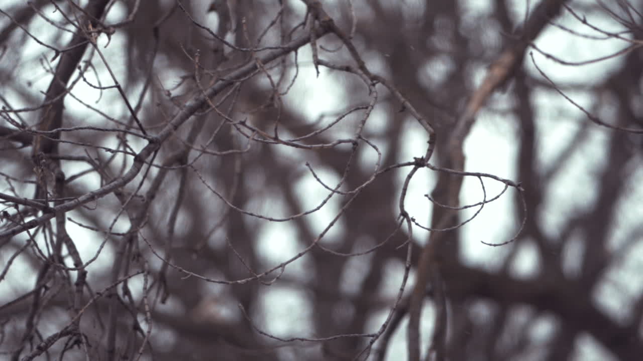 Nevicata su un ramo di pioppo in inverno, in slow motion a 120fps