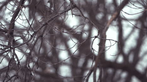 Snowfall-within-a-poplar-tree-branch-during-winter-in-120fps-slow-motion