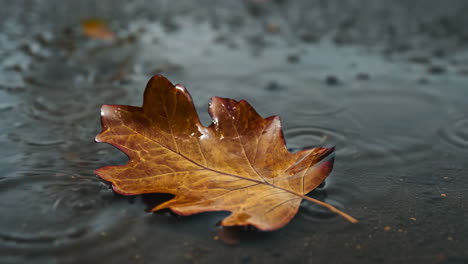 autumn leaf floating in rain puddle