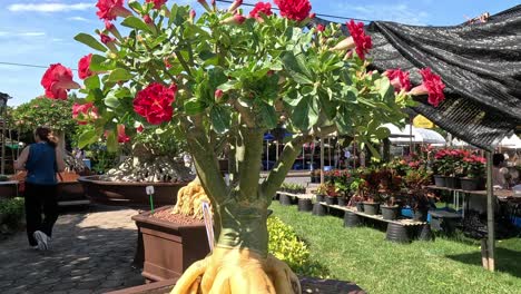 customers browse plants at sunny garden nursery.