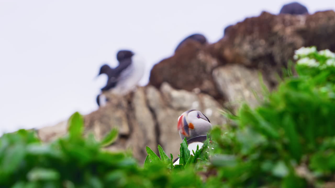 Close-up van een papegaaiduiker die door een weelderig groene voorgrond gluurt op het eiland Hornøya, Finnmark, Noorwegen, zijn kleurrijke snavel komt tevoorschijn tegen rotsachtige Arctische kliffen, intieme wilde dieren vastleggend, natuur
