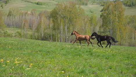 sorrel and black horses run fast along blooming meadow