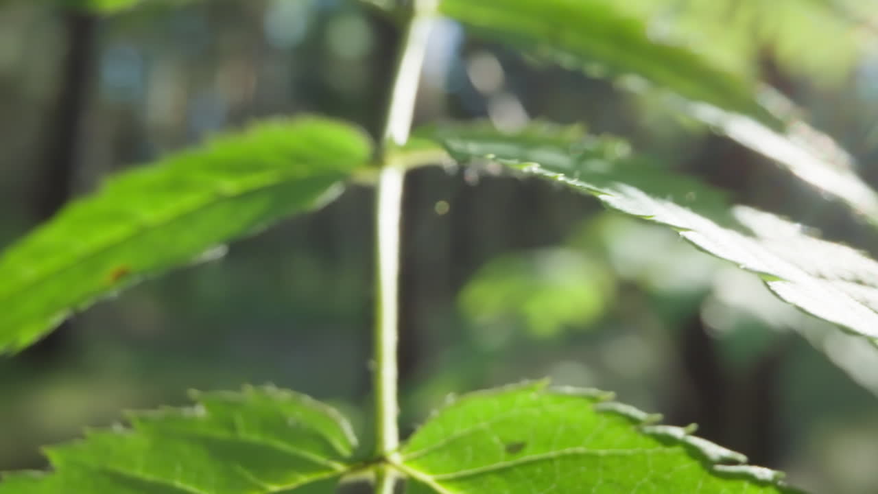 macro toma de hoja verde fresca con bordes dentados de sierra en un entorno forestal borroso, destacando la textura detallada