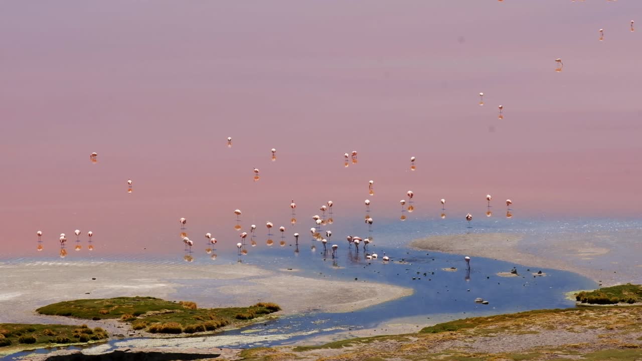남미 식민지의 안데스 습지에 있는 안데스 핑크 플라밍고는 붉은 호수에서 둥지를 틀고 먹이를 먹고 있습니다.