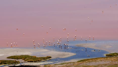 flamencos rosados andinos en los humedales andinos de la colonia sudamericana anidando y alimentándose en el lago rojo
