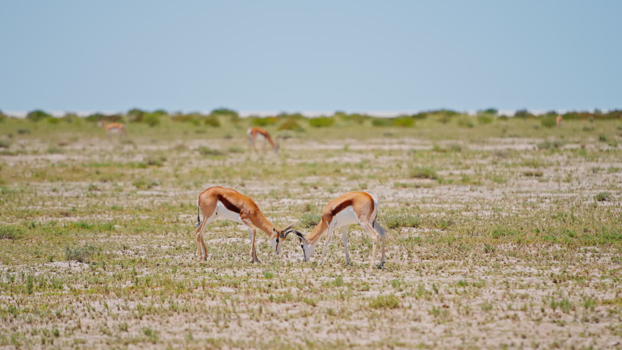 Springboks in the African Savanna