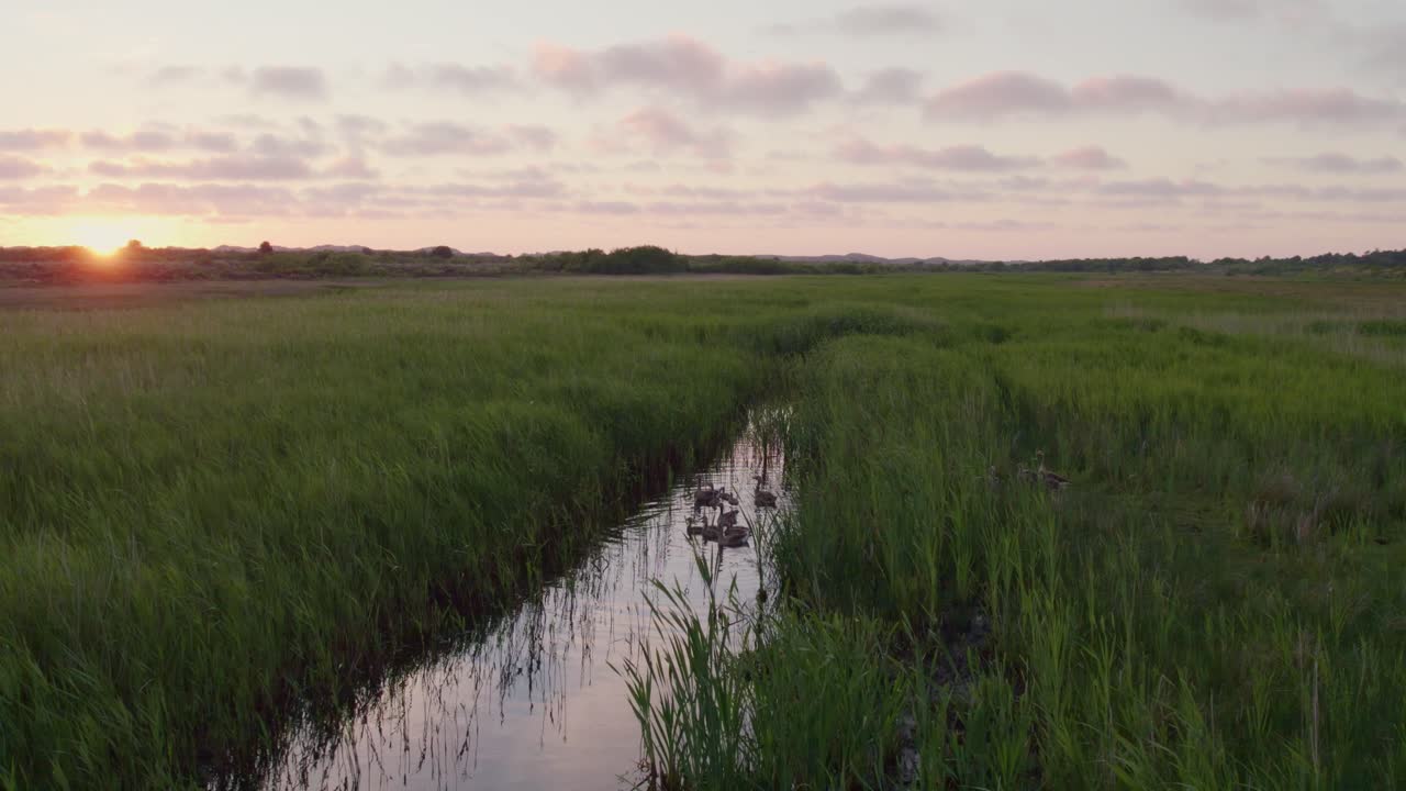 Vista aerea al tramonto con oche sull'erba, Terschelling, Paesi Bassi.