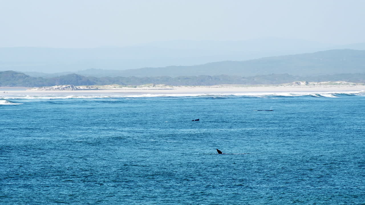 매년 고래 이동 시즌 동안 워커 만의 고래 활동, 시야