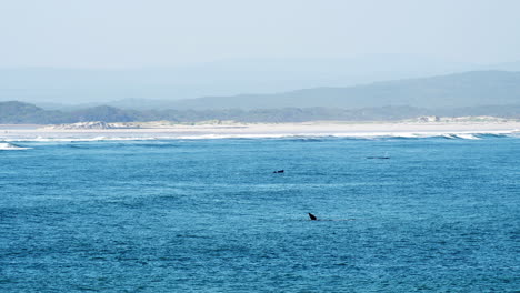 Actividad-De-Ballenas-En-Walker-Bay-Durante-La-Temporada-Anual-De-Migración-De-Ballenas,-Mirador