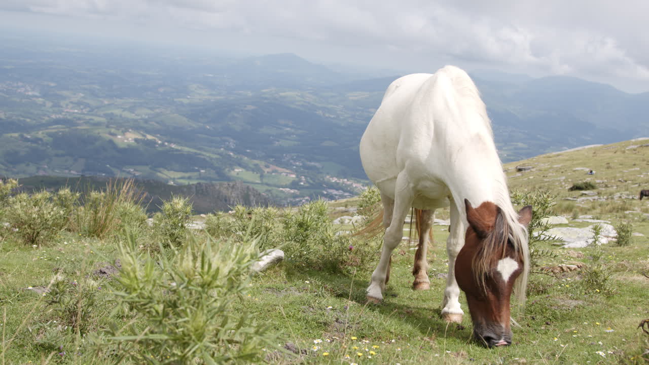 caballo blanco pastando en el valle de la montaña