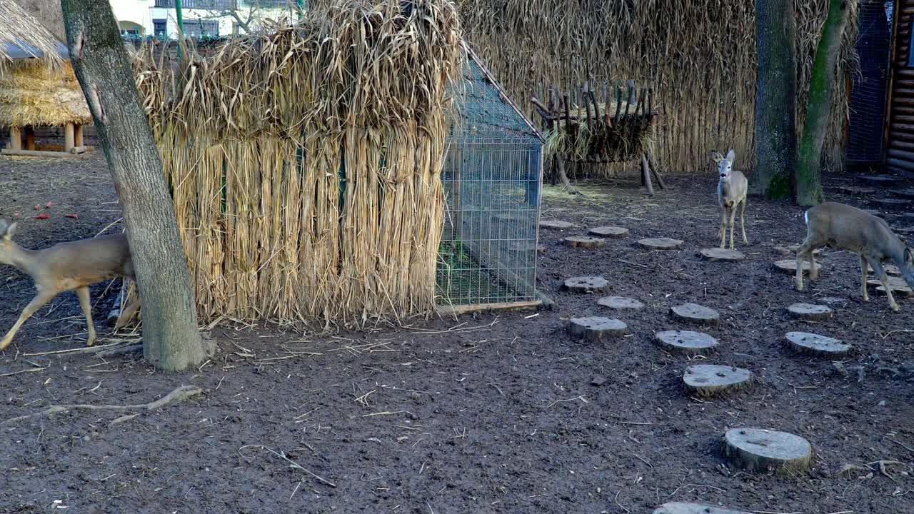 공원의 사슴이 뛰놀고 있다