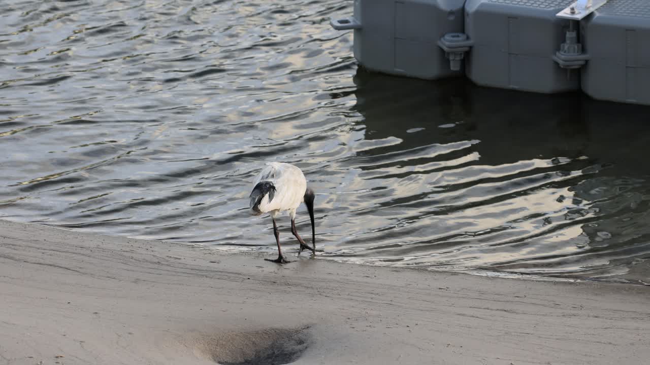 la garza explora la orilla arenosa del río y el agua