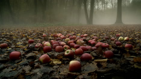 fallen apples on autumn leaves in a foggy forest