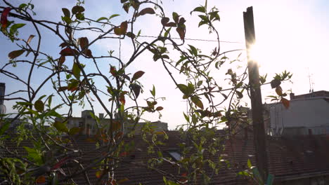 sunlight over plants in the balcony