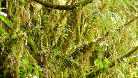 small brown bird in a tropical rain forest