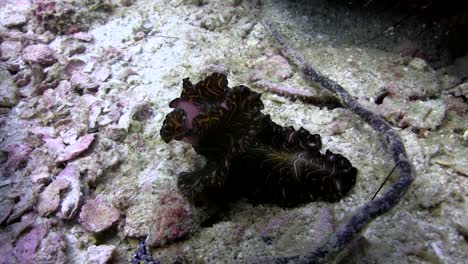 Flatworm-at-Koh-Tao-2