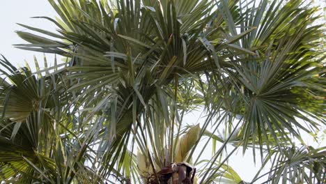 vainas de semillas de flores de trachycarpus plano general
