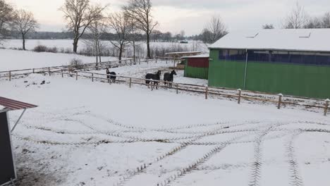 aerial view of a snowy farm with horses in northern germany