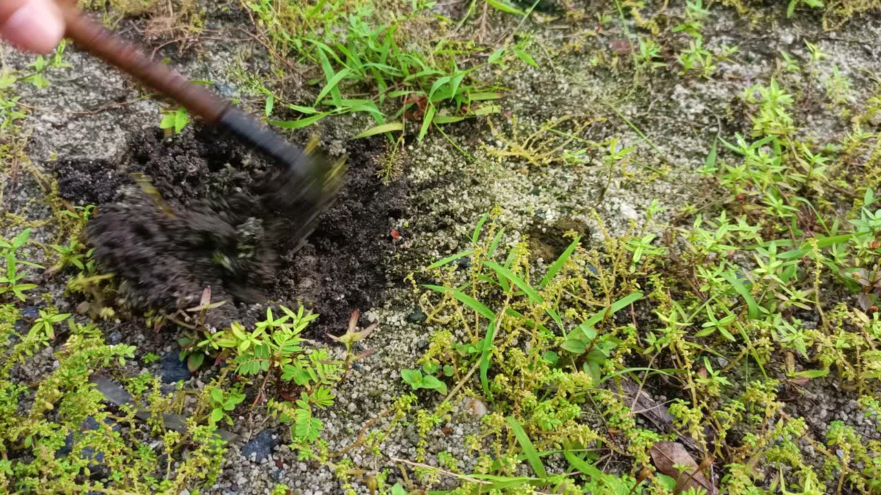 가까이에서 작은 풀을 청소하는 것