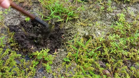 close up cleaning small gras