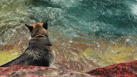 Perro-Feliz-Va-A-Darse-Un-Refrescante-Baño-En-La-Cascada