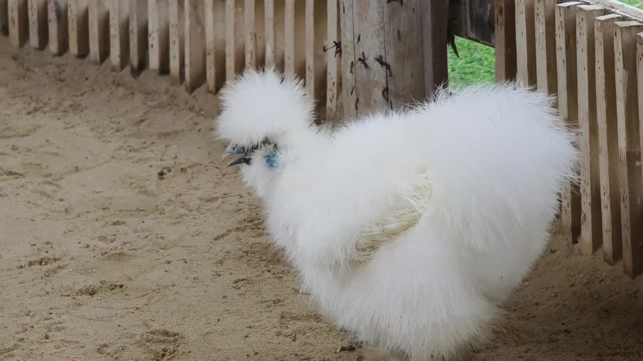 둥지 안에 있는 색 털이 있는 새